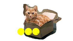 Kenapa kucing suka kardus?