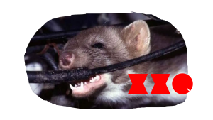 Kenapa tikus suka makan kabel?