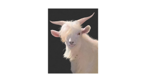 Kenapa kambing berjenggot?