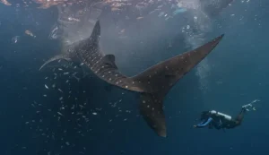 PIS Perkuat Komitmen Konservasi Laut dengan Tandai 4 Hiu Paus di Perairan Derawan