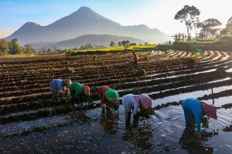 Cerita Petani di Jakarta Utara Manfaatkan KUR BRI dan Lepas Ketergantungan pada Harga Tengkulak